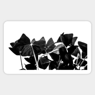 Oxalis Sticker